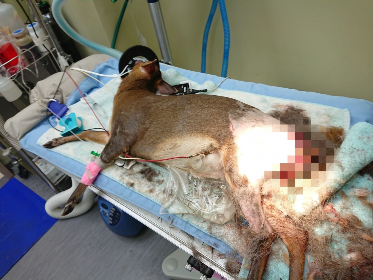 社區內出現山羌，家犬發現後追咬山羌，導致山羌重傷，送醫後不治。傷口經馬賽克處理，桃園市野鳥學會/提供