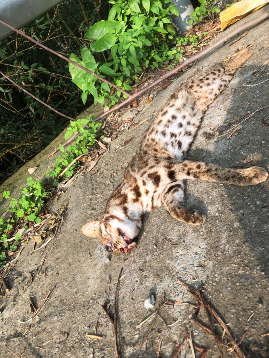 這次在苗52縣道遭遇路殺的石虎是一隻2.3公斤的成年母石虎,死狀悽慘。陳海明、陳虹心/授權提供