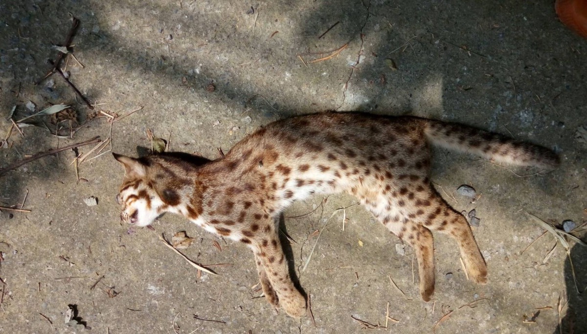 這次在苗52縣道遭遇路殺的石虎是一隻2.3公斤的成年母石虎,以成年石虎來說相當瘦小。陳海明、陳虹心/授權提供