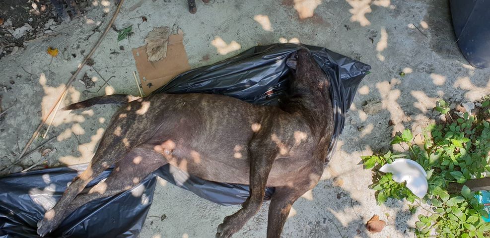 有民眾發現附近道路遭人丟撒毒餌，兇手甚至將毒餌丟入他人工廠，前後共釀3死1傷。彰化防疫所/提供