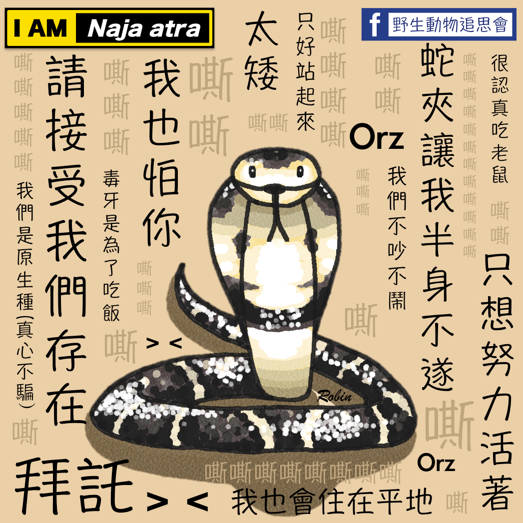 蛇類受到驚嚇的第一反應是逃跑、警戒、虛張聲勢，並不會主動攻擊人。野生動物追思會/提供