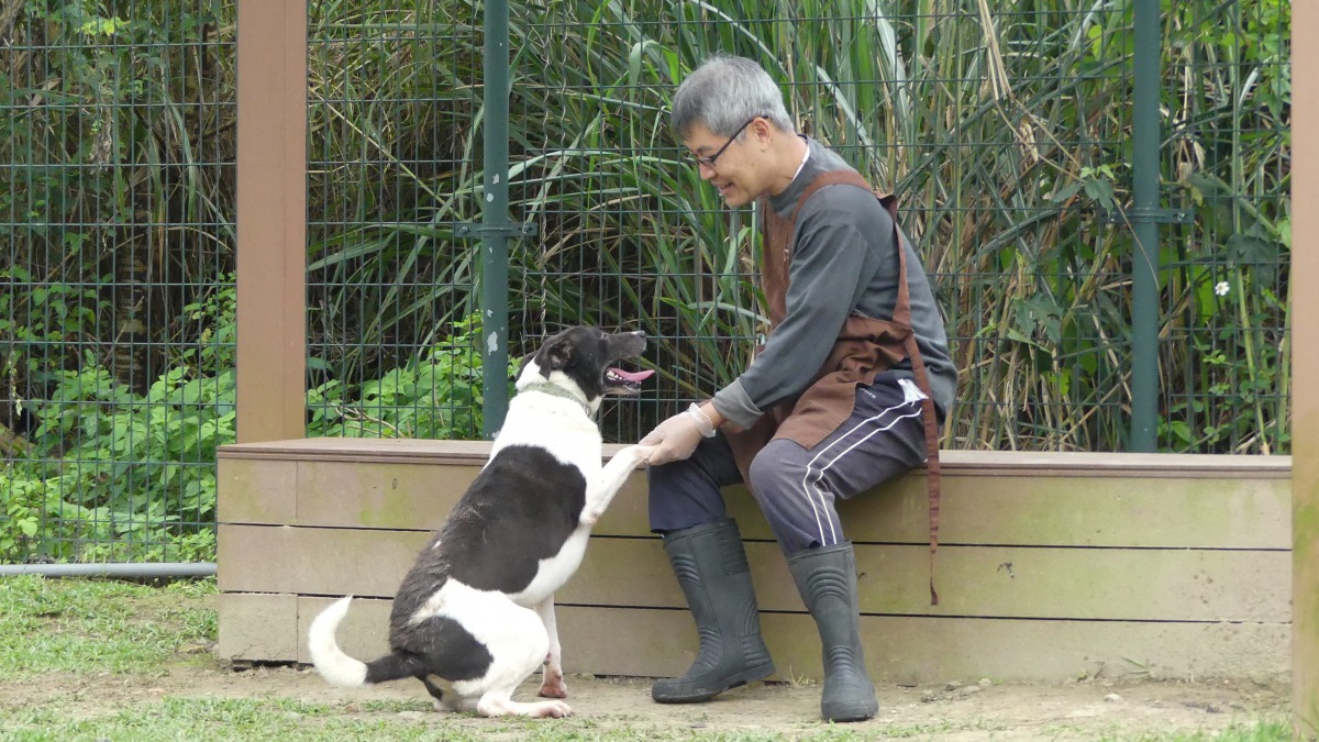 讓膽怯的狗狗能夠一點一滴地擺脫剛進所的恐懼,逐漸轉變為享受牽繩出籠運動的狗狗,這就是志工最偉大的地方。台北市動保處/提供