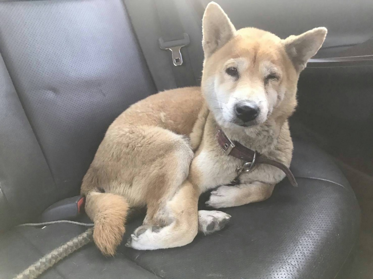 柴犬媽媽是7歲左右的老媽媽，可能是飲食狀況不佳的關係，有腸胃炎，還感染了艾利希體。台灣流浪動物救援協會/提供