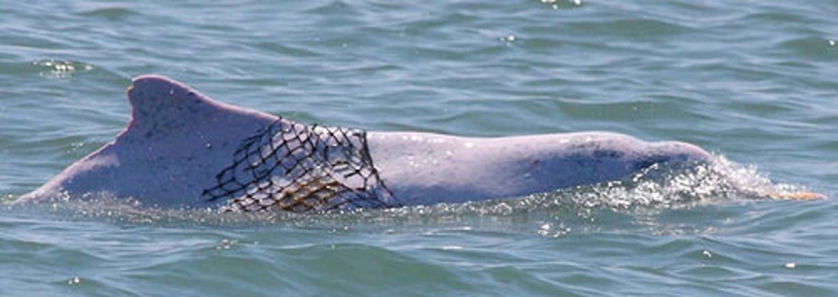 白海豚被漁網纏繞並非罕例,環團主張應儘速成立《海洋基本法》,並制定明確的保育對策。台灣媽祖魚保育聯盟/提供