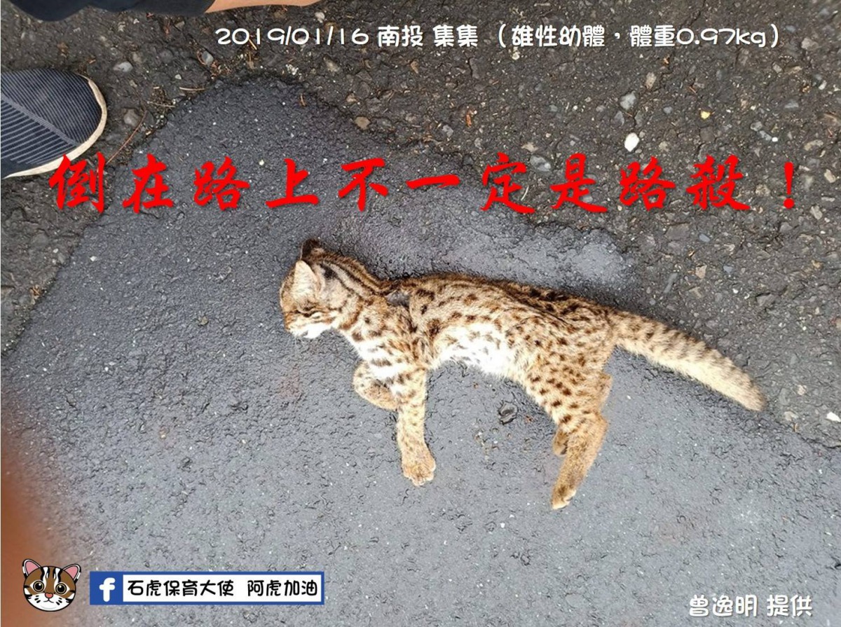 今年1月集集也有一隻遭狗攻擊致死的小石虎，體重不到1公斤。翻攝自「石虎保育大使 阿虎加油」粉絲專頁