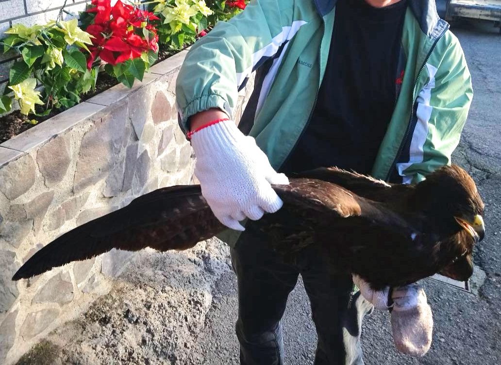 這隻林鵰突然從天而降，目擊墜落過程的農民與附近的民眾皆十分納悶。民眾/提供