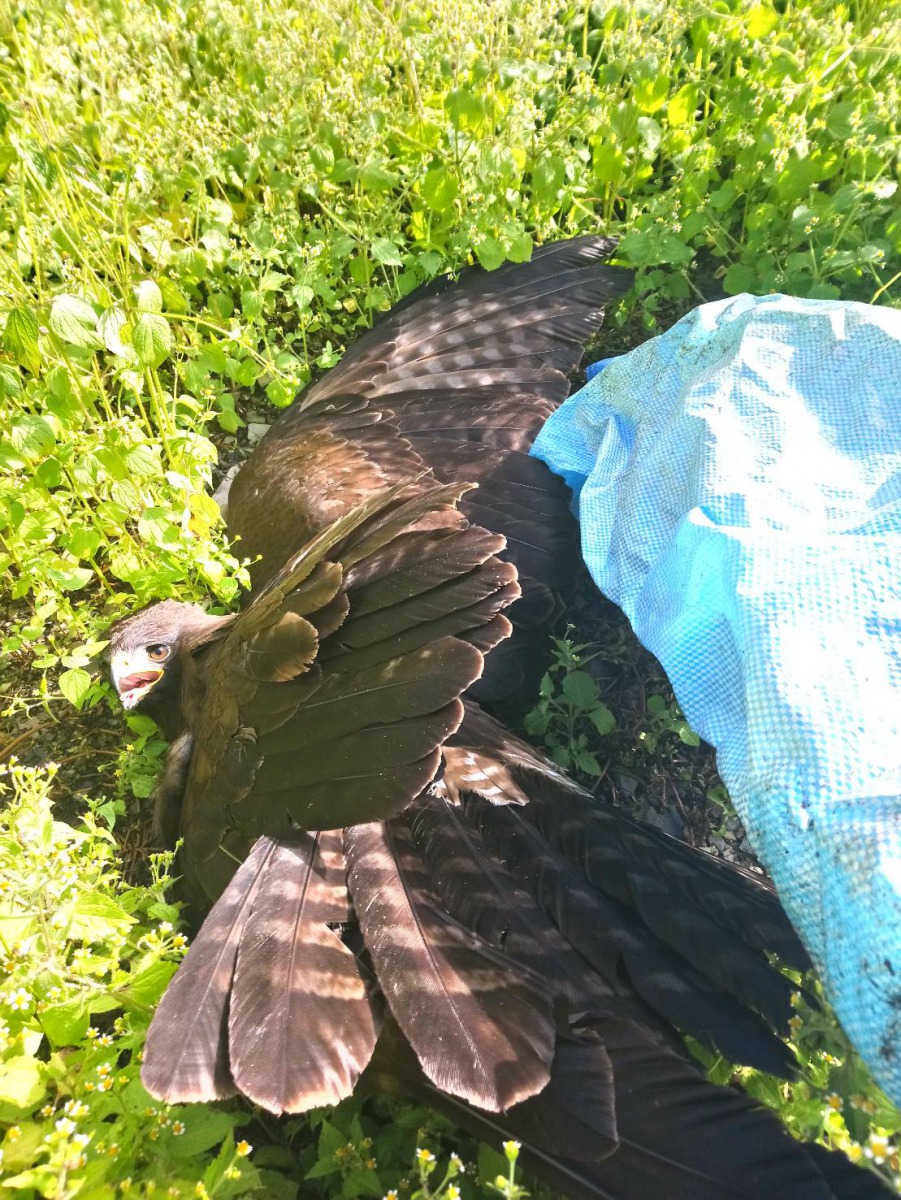 林鵰墜地第一現場。民眾／提供