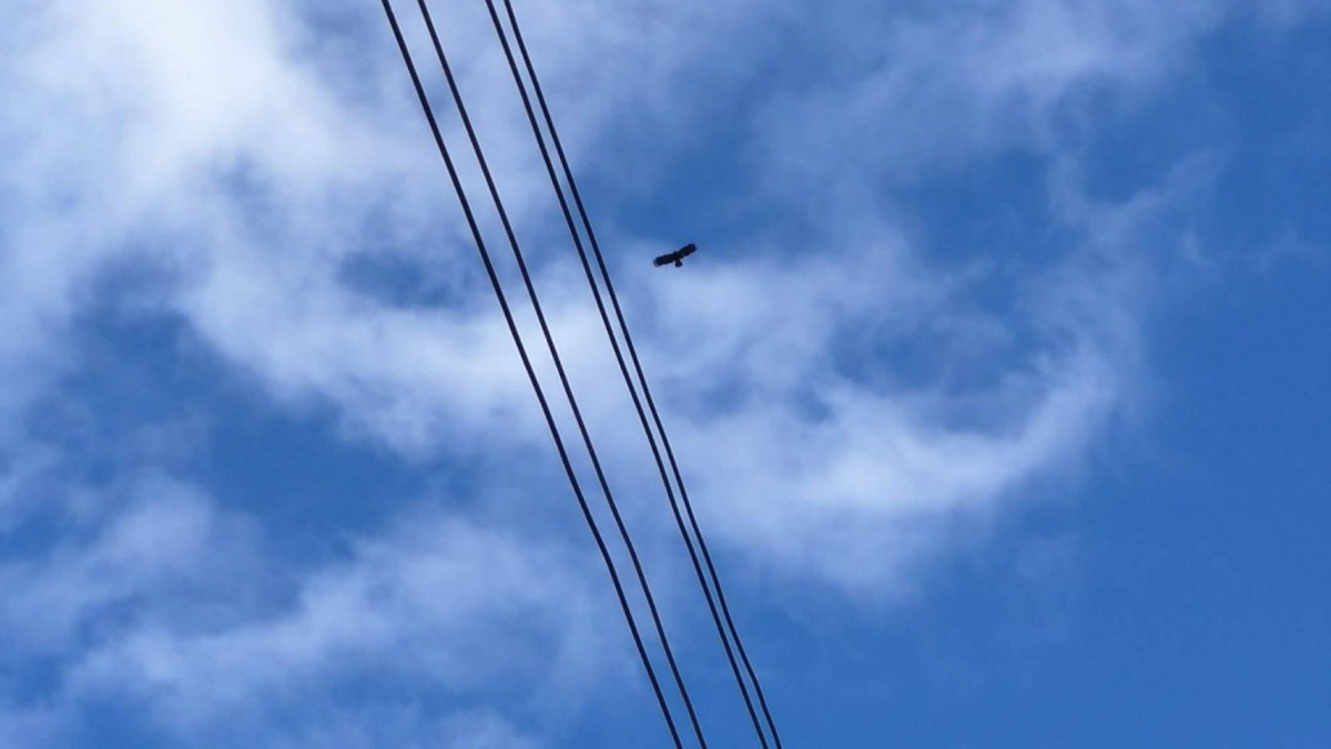除墜地林鵰與照片中的這隻林鵰，另外還有兩隻林鵰盤旋。民眾/提供