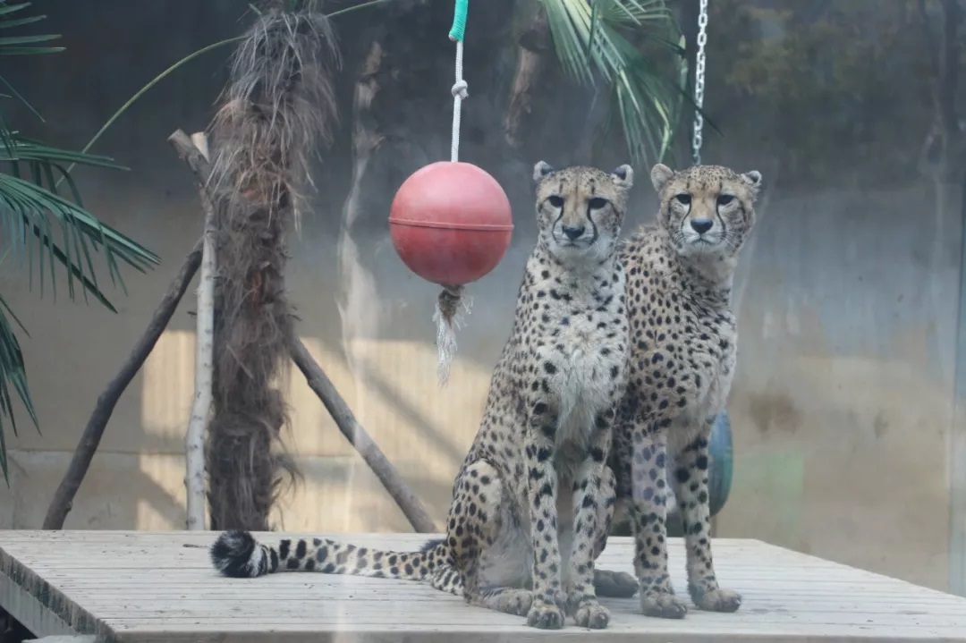 武漢肺炎疫情持續延燒，武漢等數座城市接連封城，連動物園的動物也受到影響。翻攝自武漢動物園微信