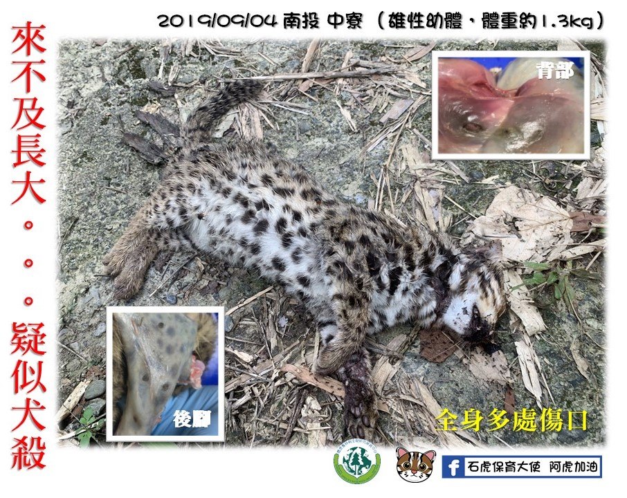 特生中心根據齒痕判斷這是一起遭到犬殺的案例。翻攝自「石虎保育大使 阿虎加油」粉絲專頁