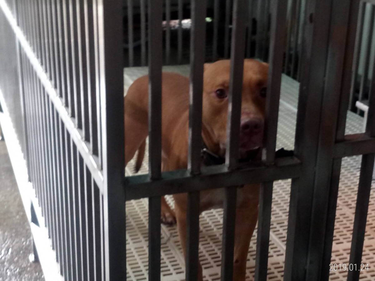 基隆動保所依法將陳姓飼主送檢偵辦,而比特犬則依《動保法》第33條由動保所沒入。基隆動保所/提供