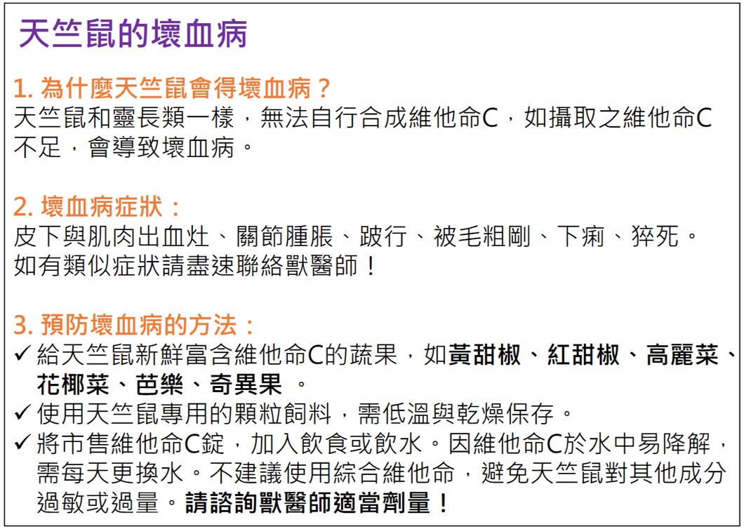 天竺鼠的壞死病簡介。台中市動保處/提供