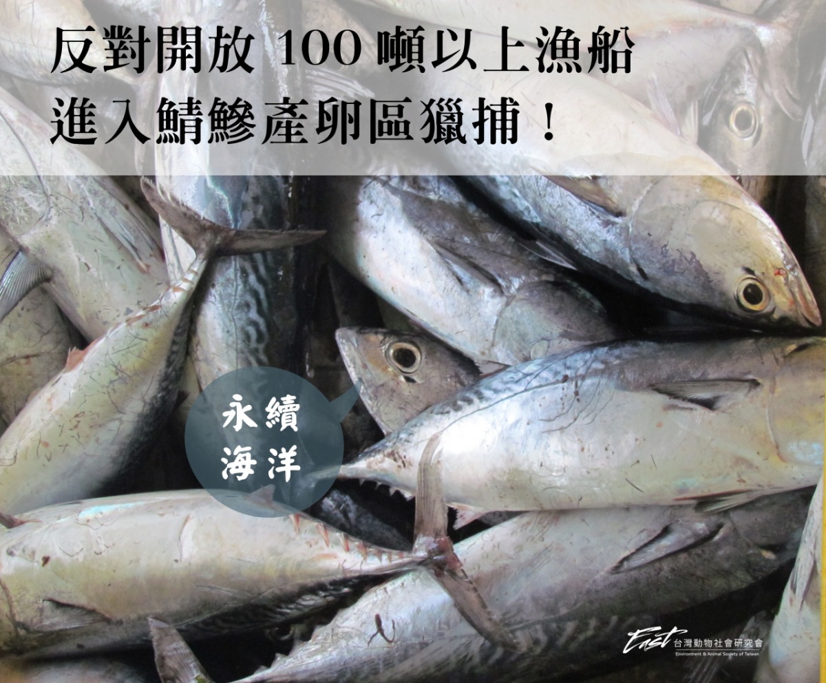 環團反對開放100噸漁船進入鯖鰺產卵區捕撈。台灣動物社會研究會/提供