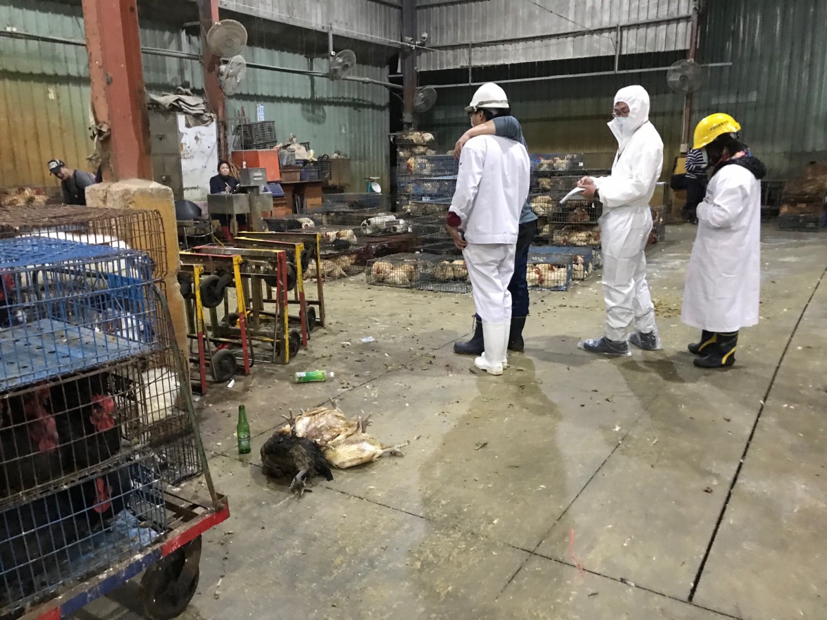 新北市家禽屠宰場傳出今年第一起感染禽流感病毒案例。新北市動保處/提供