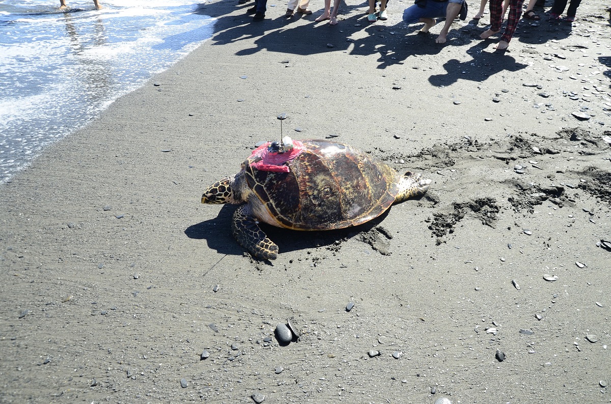 海大團隊也曾在2015年11月野放一隻名為「阿飛」的成熟母玳瑁。圖為「阿飛」野放現場，資料照，程一駿/提供