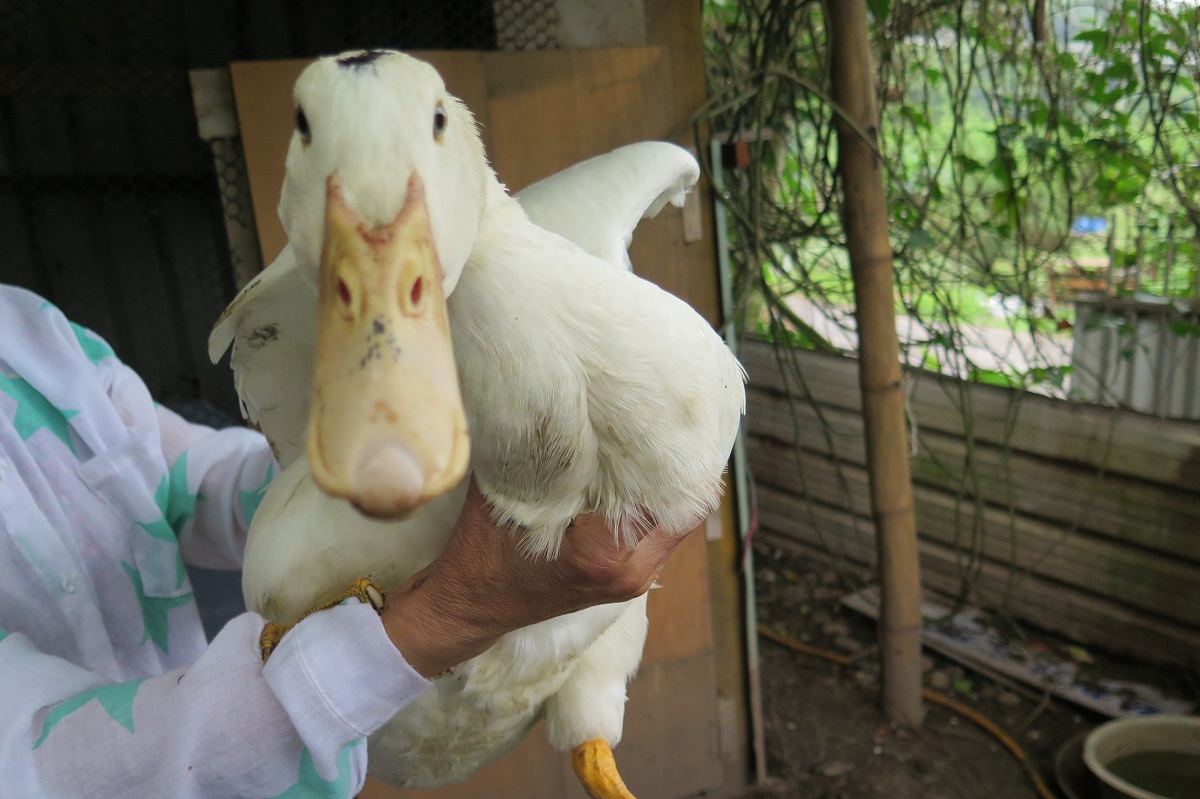 隨意丟棄動物就是棄養，可依《動保法》處3萬至15萬元罰鍰。資料照片，新北市動保處/提供
