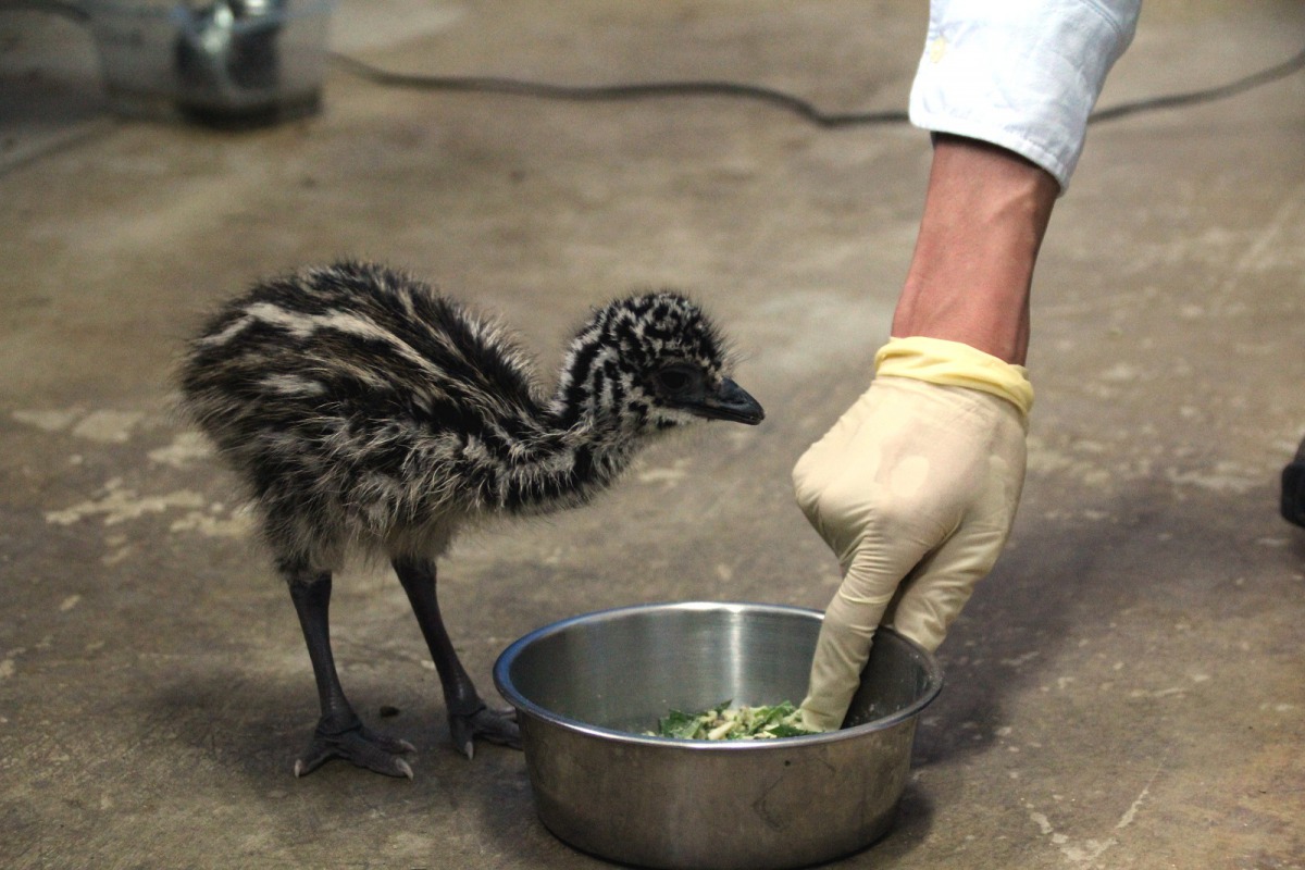 保育員教導人工孵化的雛鳥生存技能。台北市立動物園/提供