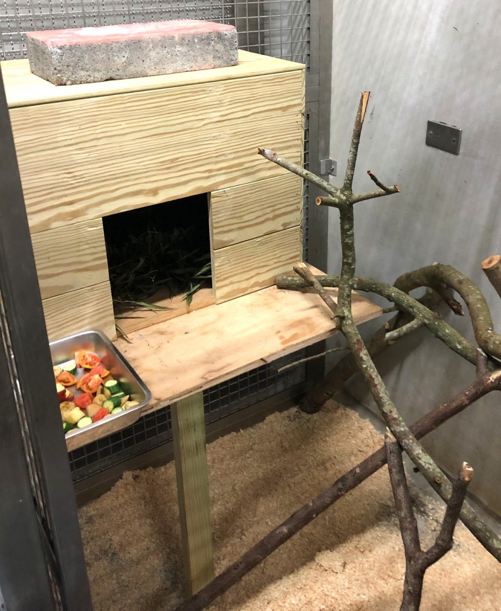等指猴檢疫期滿、適應環境後，台灣的朋友將能在熱帶雨林區的穿山甲館看到指猴本尊，圖為保育員為指猴布置的新家。台北市立動物園/提供