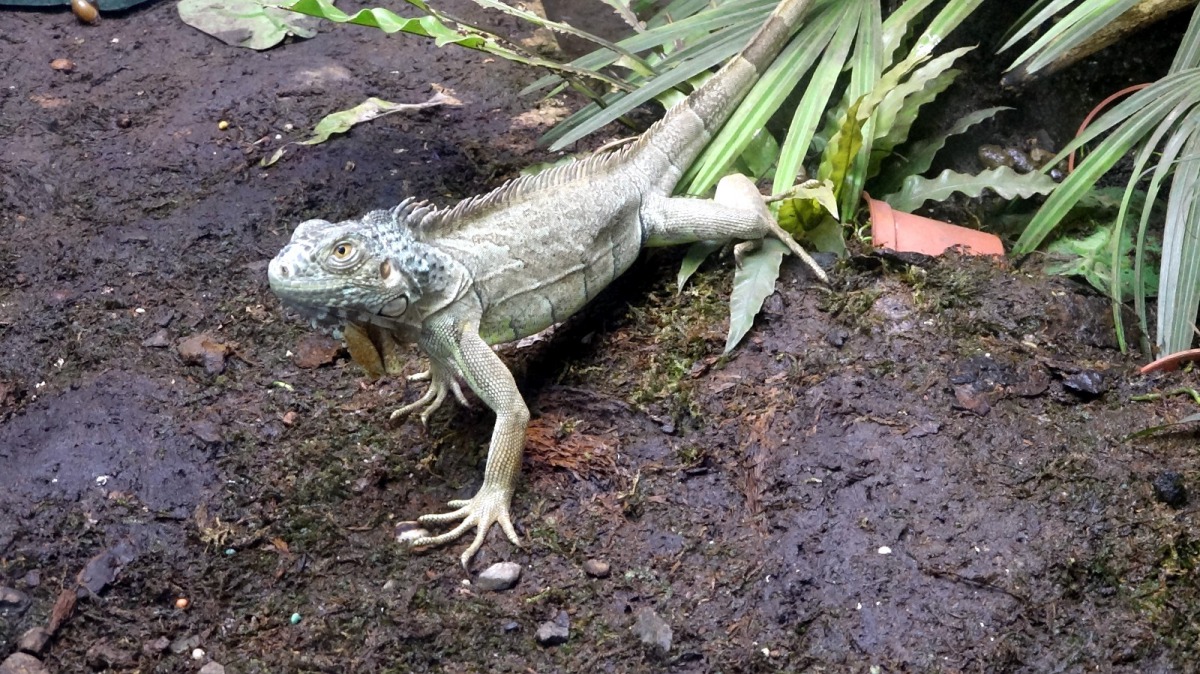 被不當棄養的綠鬣蜥大量繁殖,經常侵入農地吃蔬果,令農民非常頭痛。台北市立動物園/提供