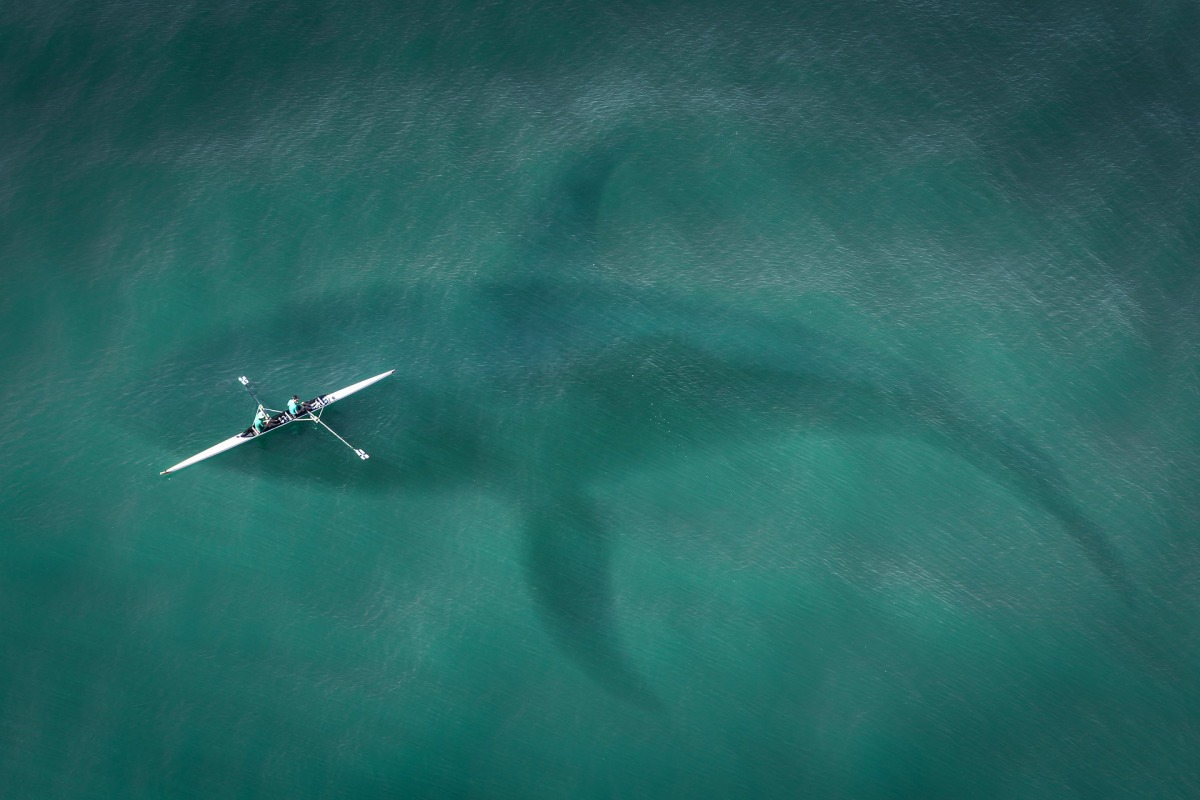 一隻雌性藍鯨可能學會了躲避船隻，牠在船隻靠近時放慢上升的速度甚至停止上升改為下沉，並在船隻離開後改變了行進方向。示意圖，非當事鯨與當事船，取自Pixabay