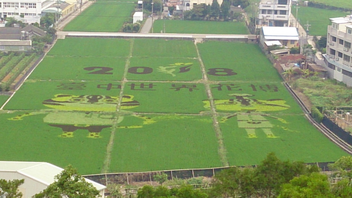 台中市農業局年初種下的彩繪稻苗，如今已收成「花博米」。資料照，台中市農業局/提供