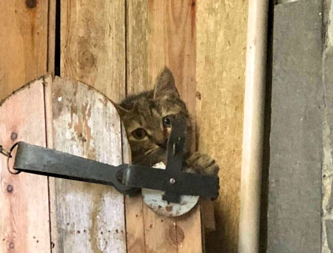 台中市一間民宿遭民眾投訴放置獸鋏捕捉浪貓。蘇姓網友/提供