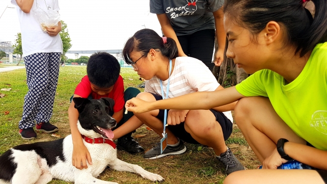 參賽犬昌平國小的「逗哥波」是浪犬生下的幼犬之一,現在在昌平國小擔任陪伴學習以及守護校園的角色。取自票選活動網站