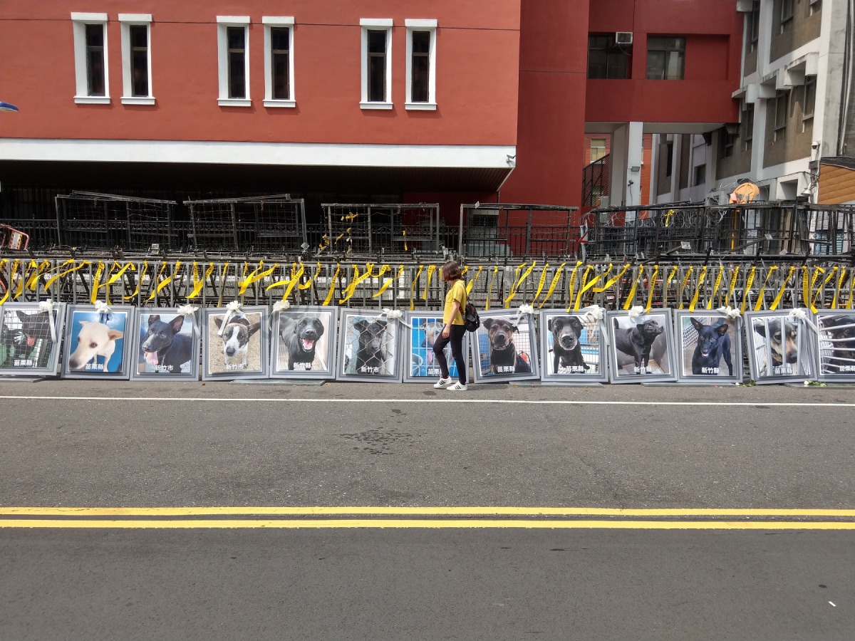 律師顏紘頤認為動保刑事案件不被重視將導致諸多動保困境,包括偵查與鑑證能量無法提升。資料照,陳璽安/攝