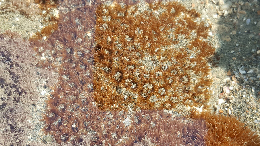 大潭藻礁區發現柴山多杯孔珊瑚，當地生態資源豐富，卻面臨天然氣廠興建的危機。資料照，圖片來源/桃園在地聯盟。