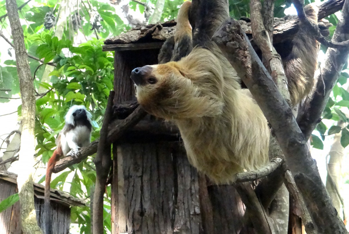 「棉頭絹猴」和「二趾樹獺」的美食爭奪戰開打！台北市立動物園/提供
