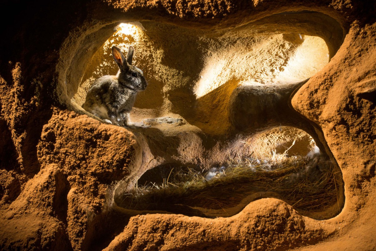 第七屆「台灣野望國際自然影展」影片「地底穴居動物」劇照。取自壽山國家自然公園網站