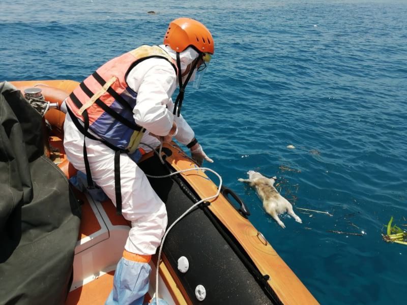 小琉球也傳海漂豬案例,屏東縣防疫所表示豬屍應是由台灣本島、高屏溪一帶漂來。海巡署南部分署第五岸巡隊/提供
