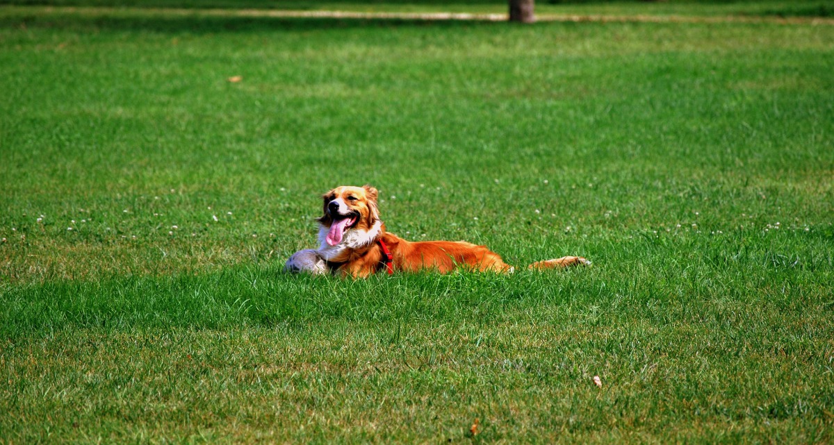 為替新北市河濱公園流浪犬管理問題尋求共識，新北市高灘地工程管理處今（14）日召開「新北市河濱公園流浪犬問題討論」會議。取自Pixabay