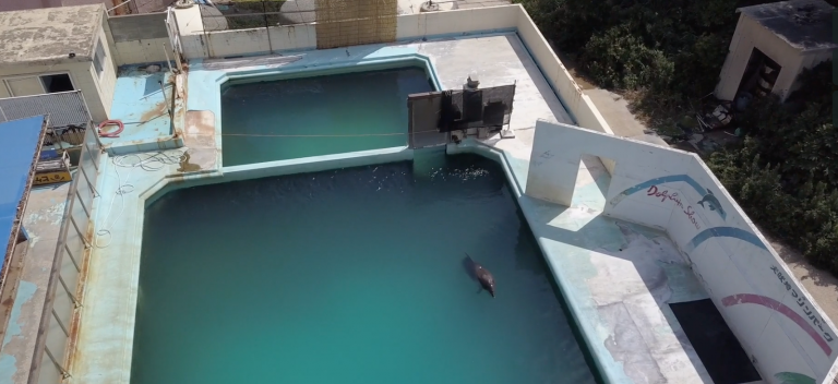 2018年1月，一隻名為「Honey」的寬吻海豚在水族館結業號被留下，在經過兩年孤單的生活後，牠死於今年3月29日。照片來源：Dolphin Project