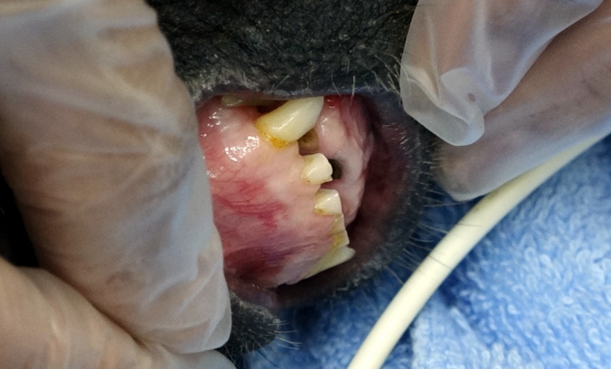 動物牙齒屬於野生動物產製品,依《野保法》規定不能任意持有。圖為黑蜘蛛猴,台北市立動物園/提供