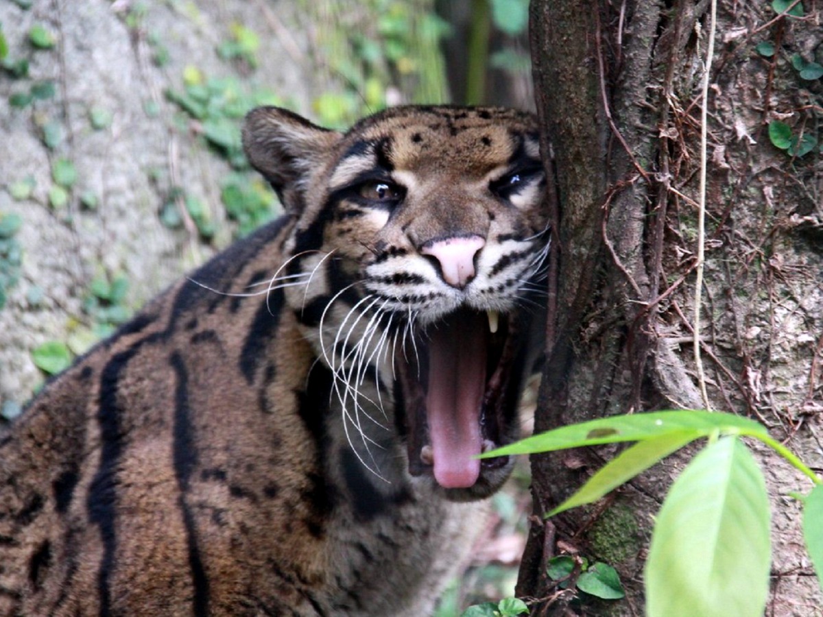 動物醫生團隊非常重視「預防勝於治療」，從10幾年前就開始推動全園動物的健檢。圖為雲豹「Suki」，郭俊成/攝）