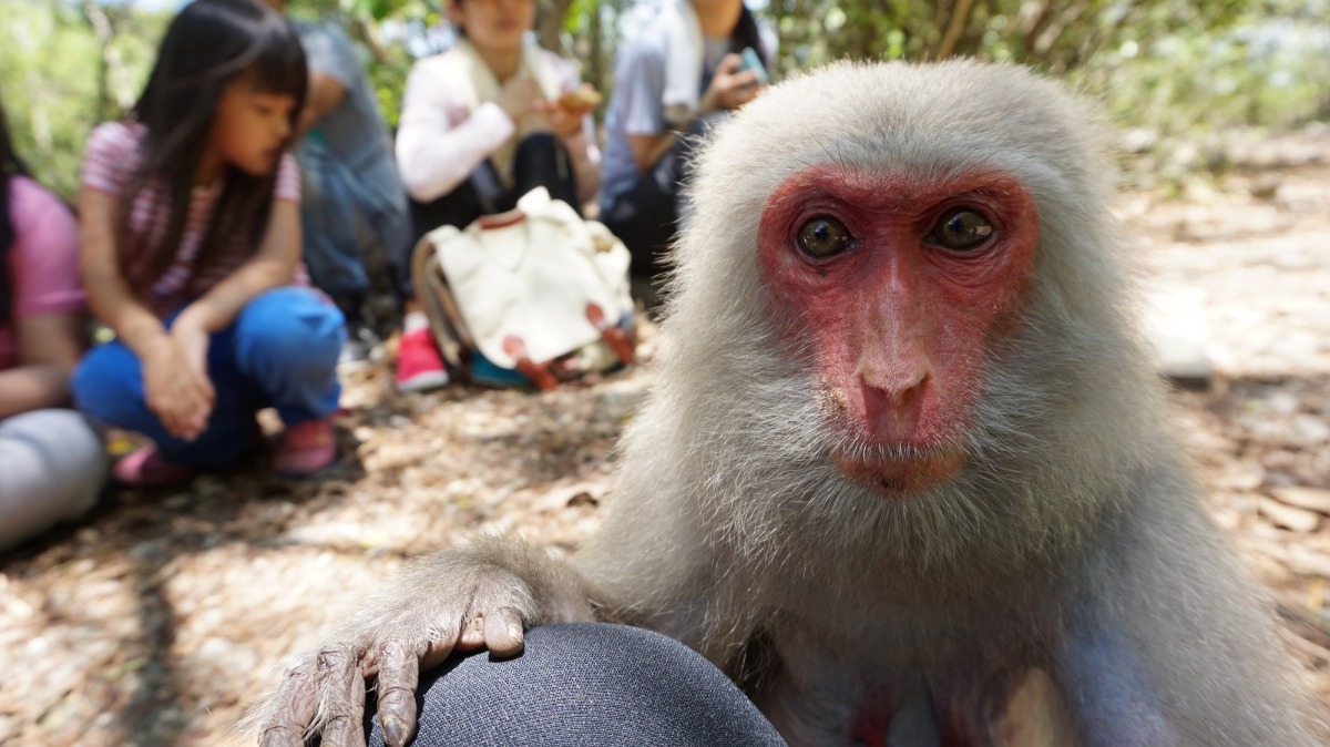 究竟野生動物與人的衝突，有沒有其它解決之道？台灣動物新聞網資料照片