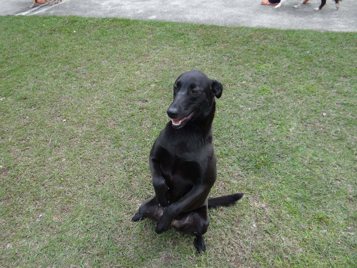 經過訓練的矯正犬將聽得懂口令，穩定性更高。圖為訓練中心的米克斯「娜娜」。新竹監獄教化科/提供