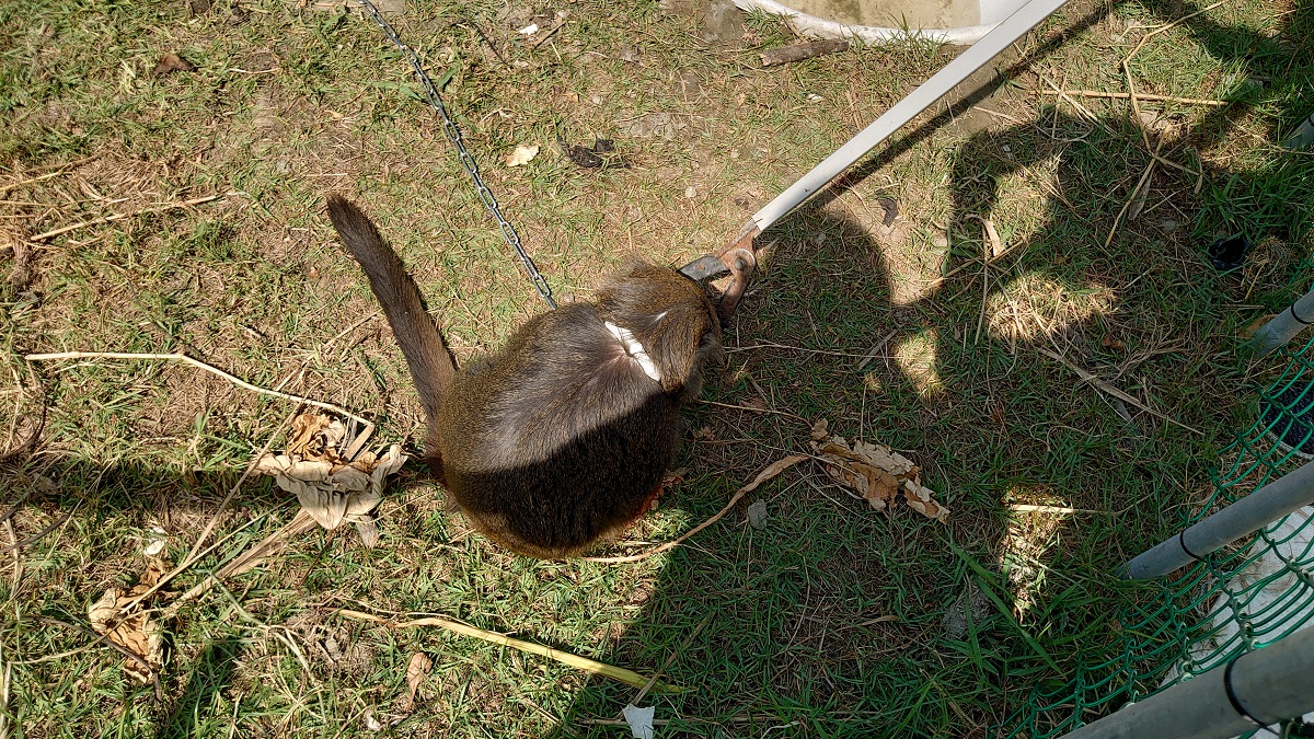 蔡先生擔心獼猴被棄養會造成流浪猴與社會問題。圖為15歲的台灣獼猴「妹妹」，台灣獼猴共存推廣協會/提供