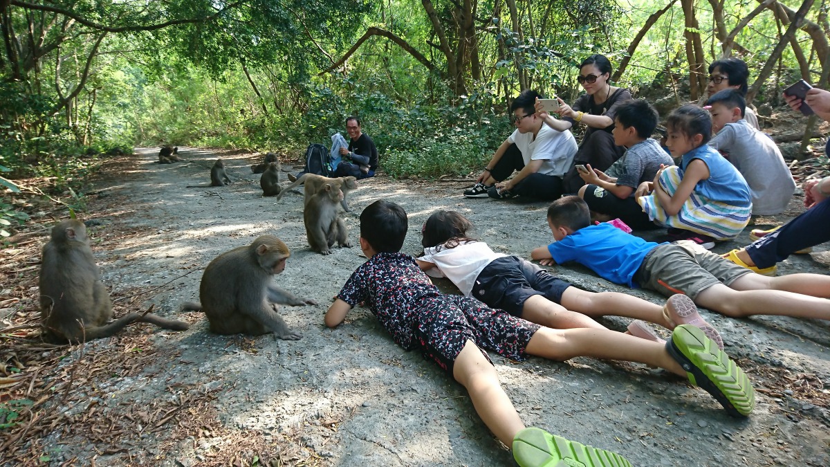 究竟台灣獼猴是否真的保育有成、數量穩定成長了呢？台灣獼猴自保育類除名，又將帶來怎樣的效應呢？示意圖，林美吟/提供