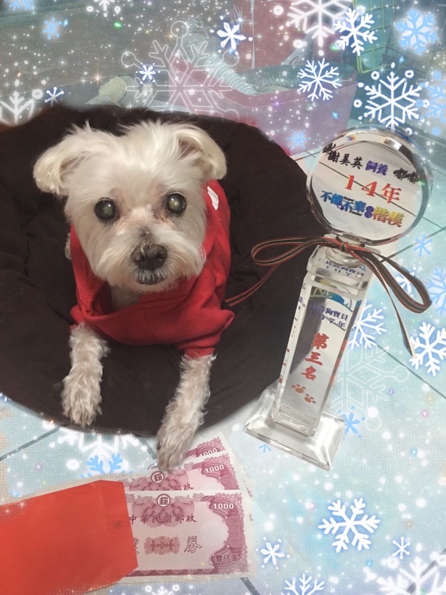 嘟嘟獲得長壽狗寶貝第3名。