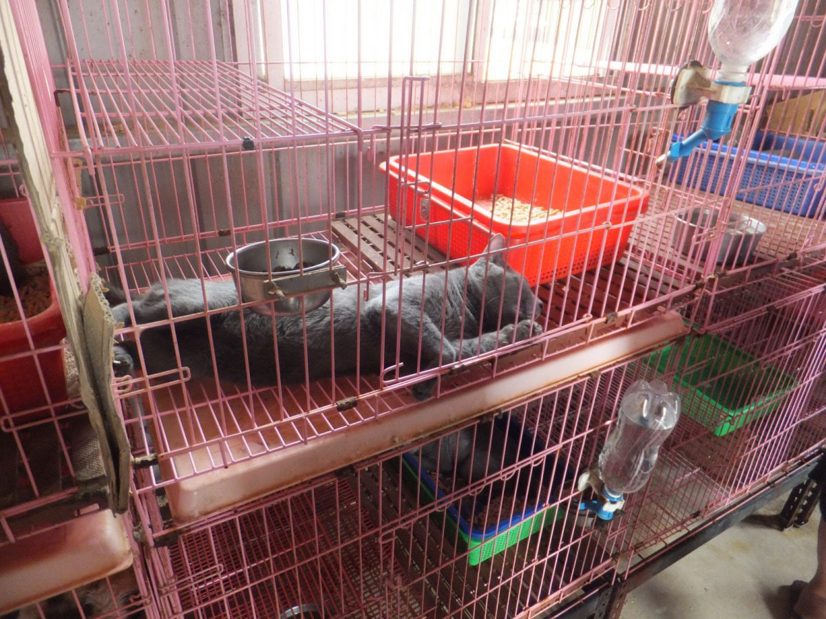 張姓飼主將8隻退役藍貓安養在此，不僅已依法為牠們絕育，也有做好寵物登記及定期施打狂犬病疫苗。新北市動保處/提供