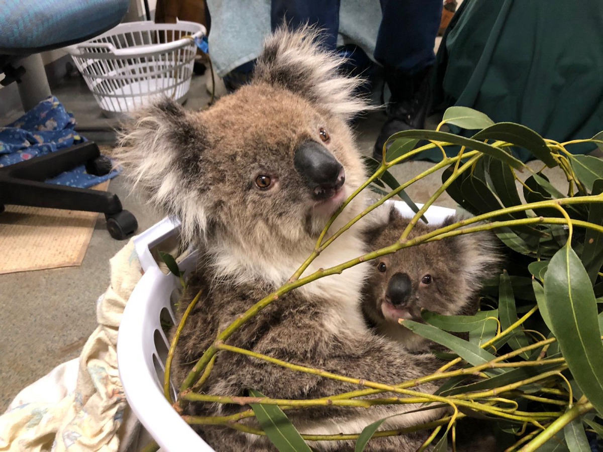 澳洲一名農場主人在夷平藍桉樹園的過程中造成大量無尾熊傷亡。圖為倖存的無尾熊,翻攝自Animals Australia Twitter