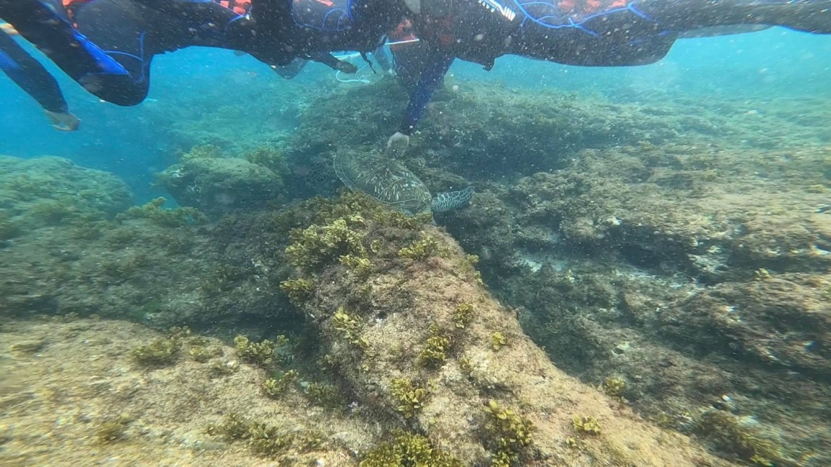 潛水遊客伸長手臂,觸摸正從牠們下方游過的海龜