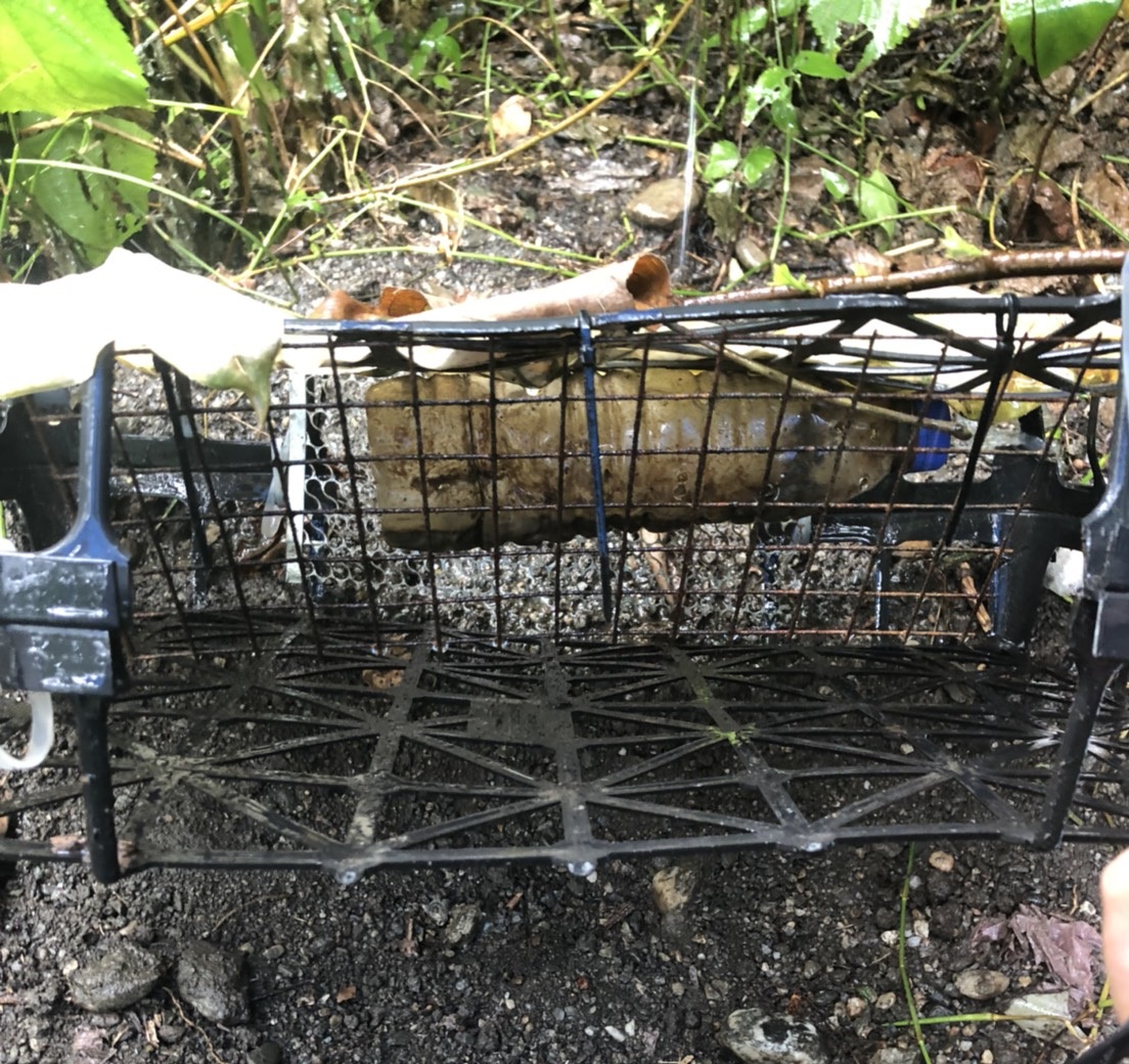 花蓮林管處在山區發現犯嫌自製的誘捕籠，在現場架設微型攝影機蒐證。花蓮林管處/提供