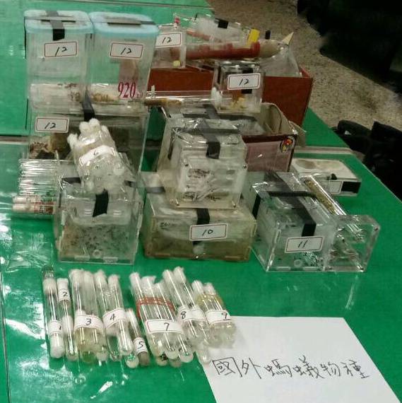 防檢局偕同澎湖縣警察局刑事警察大隊查獲之網路上販賣走私具危害農作物風險之螞蟻。防檢局/提供