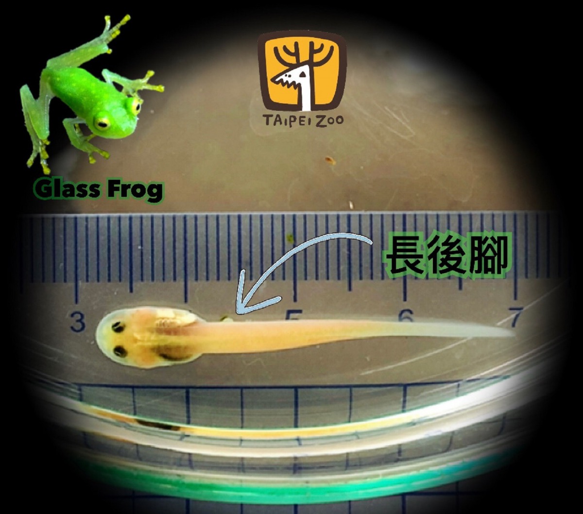 「弗氏玻璃蛙」的蝌蚪會躲進溪流底層的的泥土裡，直到長出了四肢後成為蛙寶寶後，才會回到樹上生活。楊志平/提供