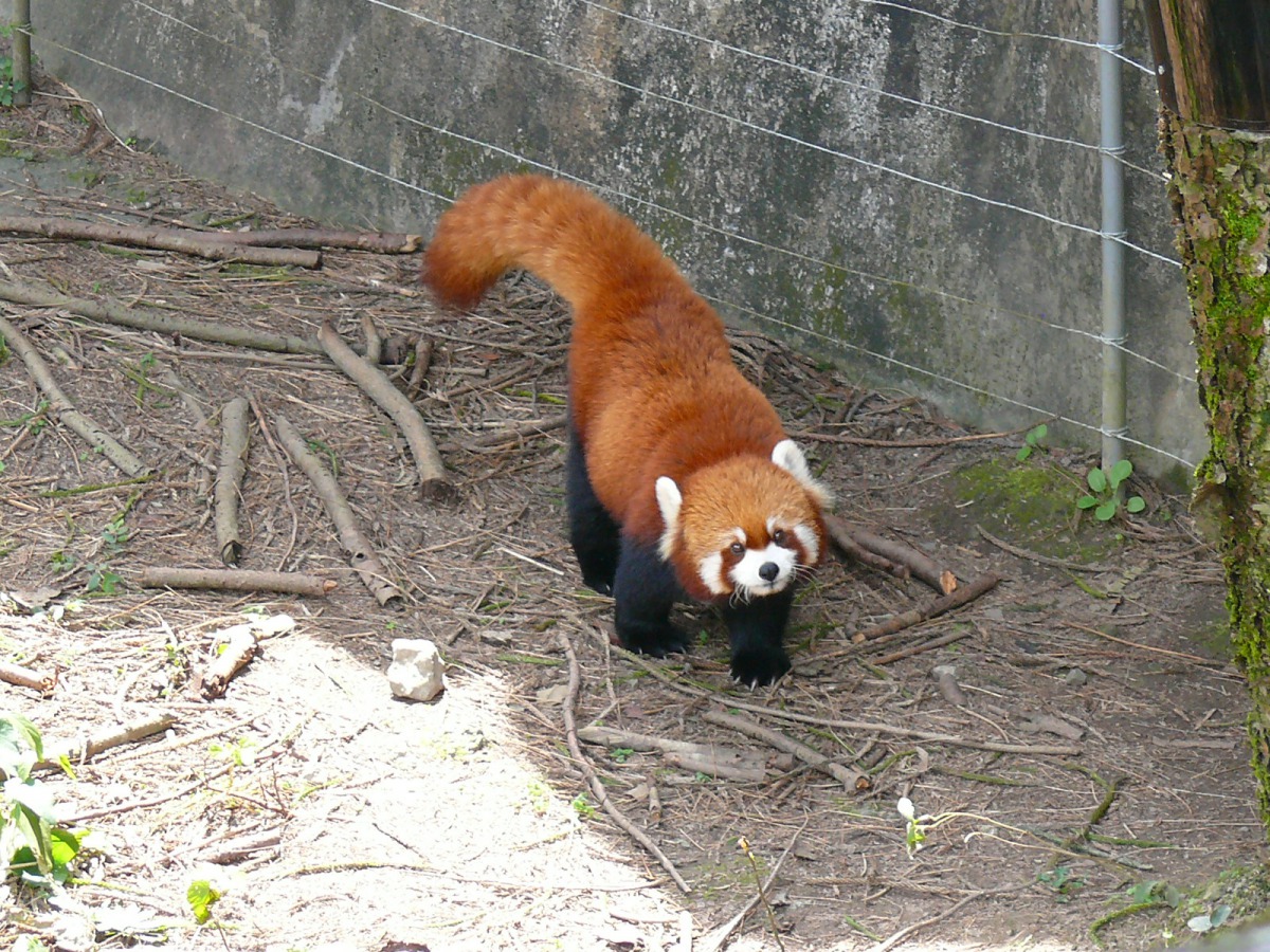 今年9月15日是「國際小貓熊日」，台北市立動物園特別推出了「浣熊？狐狸？狼？小貓熊！」活動。資料照，台北市立動物園/提供