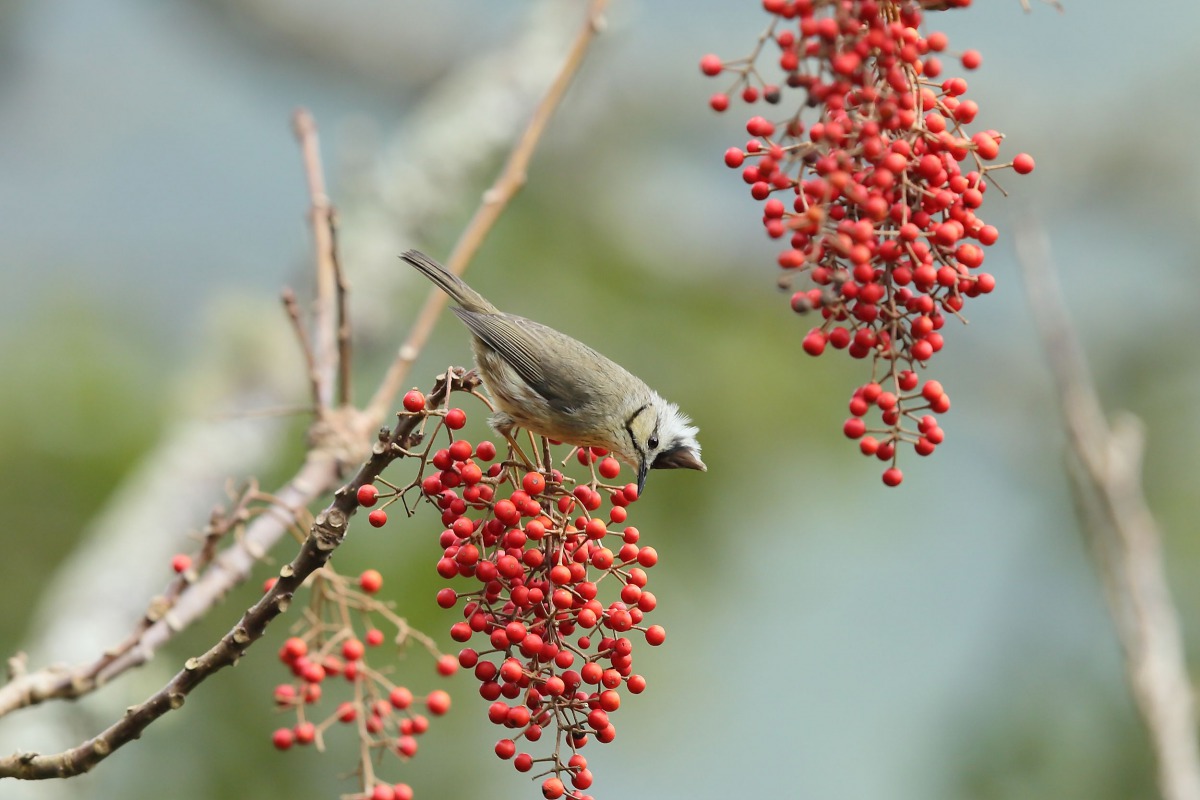 行政院農委會昨(6)日預告「野生動物保育類名錄」修正草案,圖為冠羽畫眉,由一般類野生動物調整為其他應予保育之野生動物。陳王時/攝,林務局/提供