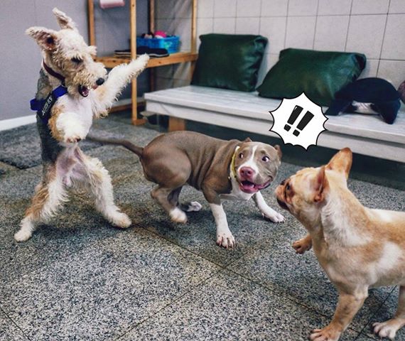 盧先生表示，需要免費寵物住宿的飼主不需提供任何證明文件，只要出示自家日前受災的照片即可預約。圖為住宿狗狗間的互動照片，盧先生/提供